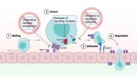 Chemokines direct the movement of T cells from circulation into tissues. T cells in circulation roll along the endothelium until chemokine receptors are engaged leading to arrest and firm adhesion before diapedesis into the tissue. Previous therapeutic in